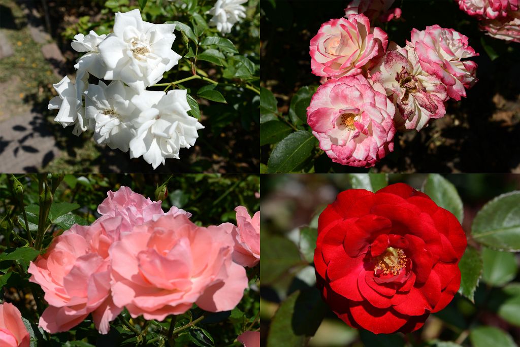 07 Different Colour Roses Japones Japanese Garden Buenos Aires